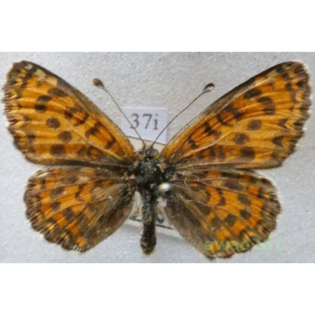 Melitaea trivia (Denis & Schiffermüller, 1775) Czech37i